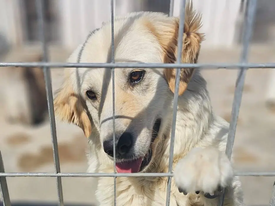 Adotta un cane, taglia grande, maschio, Napoli