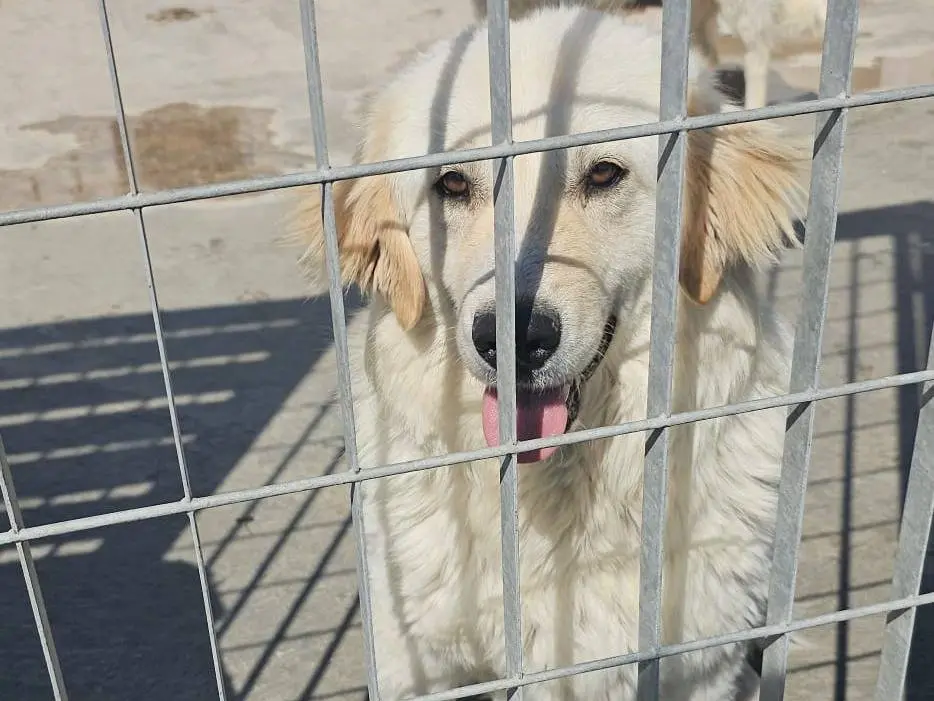 Vuoi adottare un cane a Napoli?