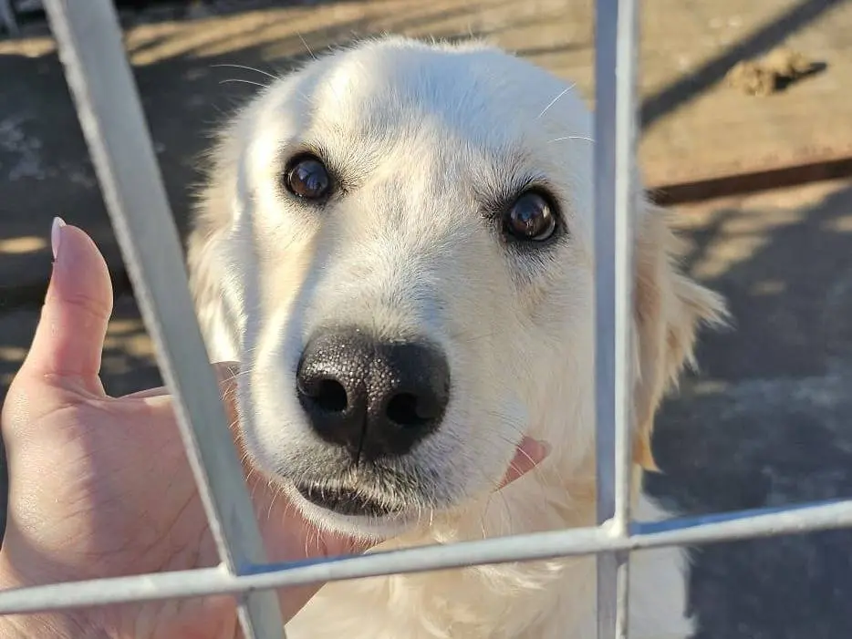Adotta un cane, maschio, 2 anni e 6 mesi, Napoli