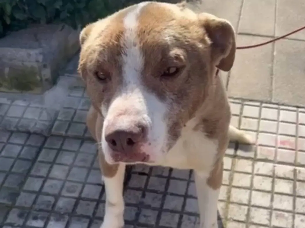 Vuoi adottare un cane a Siracusa?
