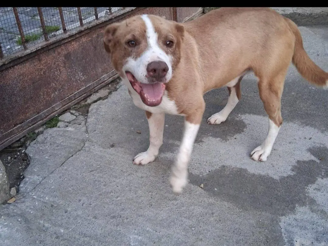 Adotta il cane Ciro a Siracusa