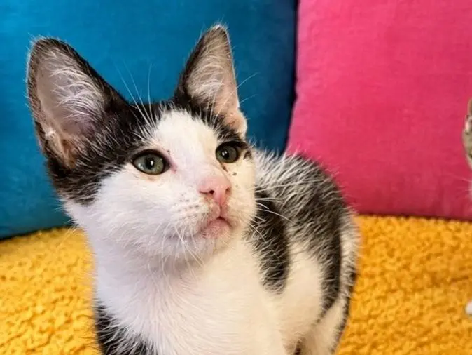 Adozione gatto, maschio, Razza sconosciuta Razza sconosciuta, 4 mesi, taglia non valida, Catanzaro