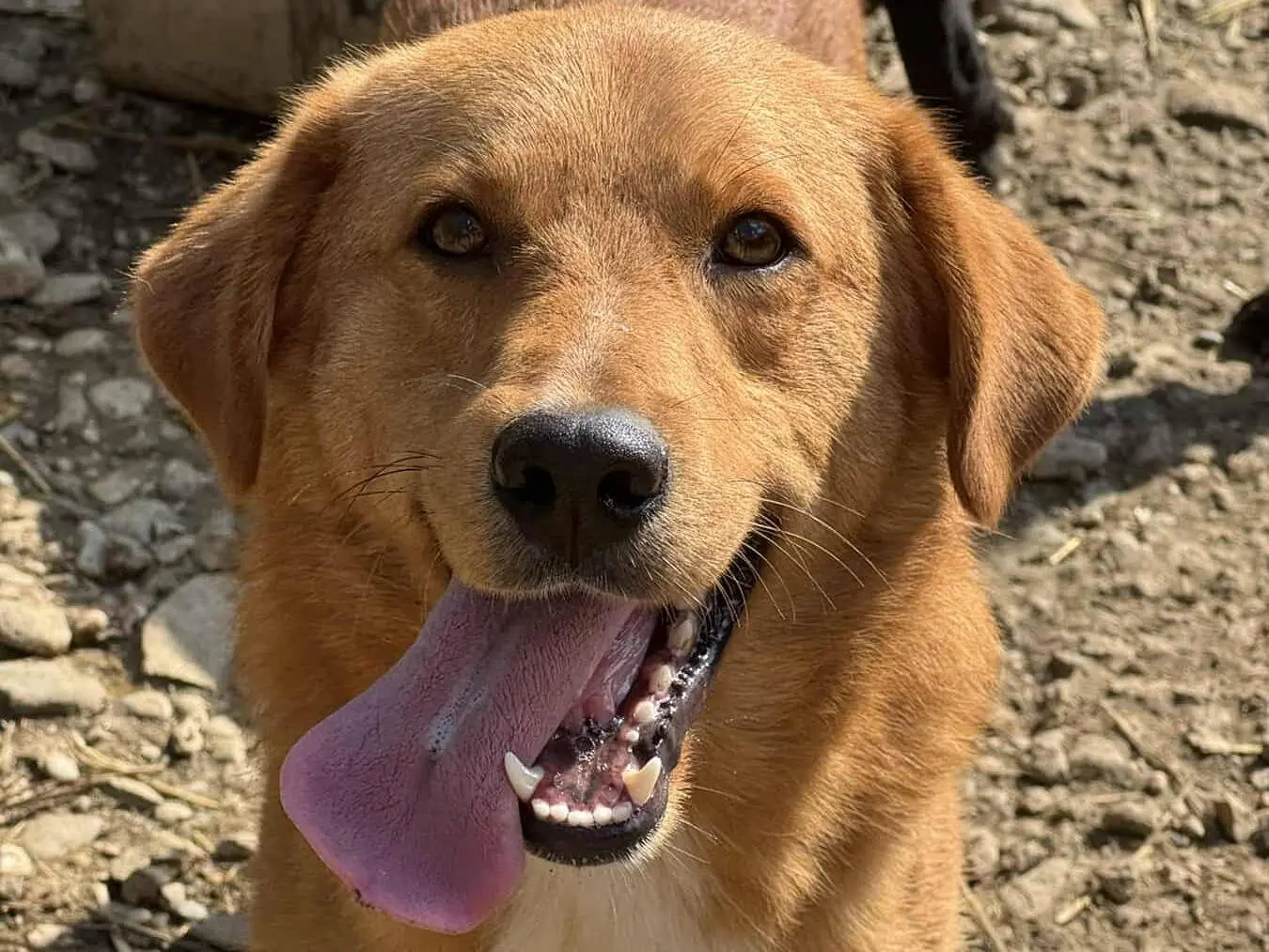 Adotta un cane, taglia media, maschio, Firenze