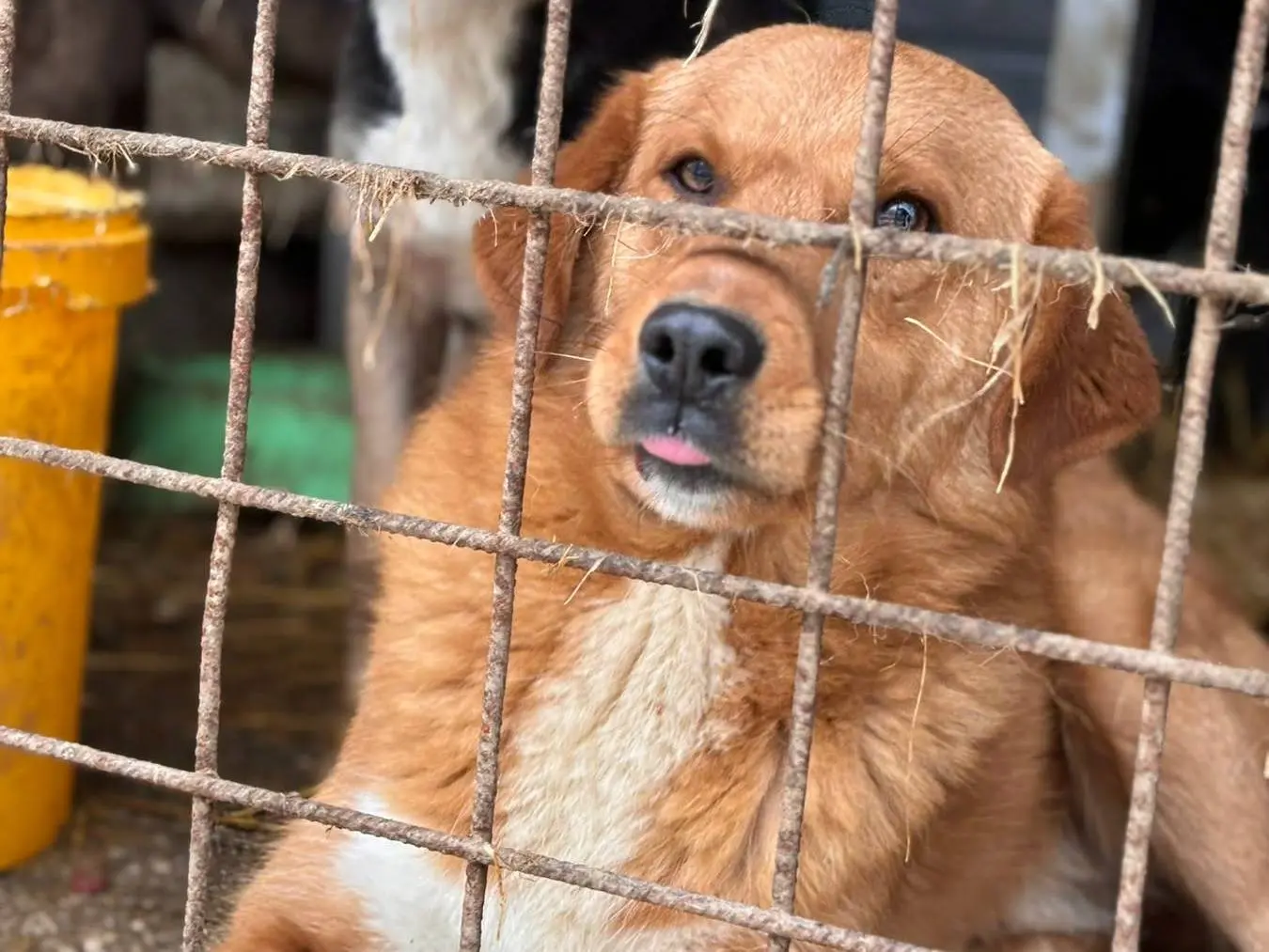 Adotta un cane, maschio, 2 anni e 1 mese, Firenze