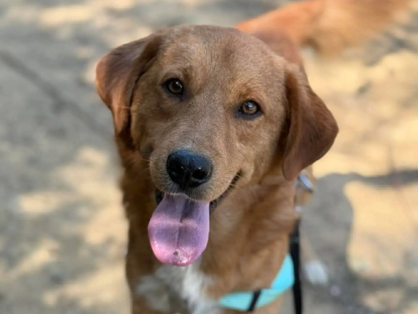 Vuoi adottare un cane a Firenze?