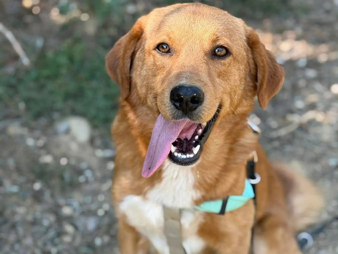 Adozione cane, maschio, Razza sconosciuta Razza sconosciuta, 2 anni e 1 mese, taglia media, Firenze