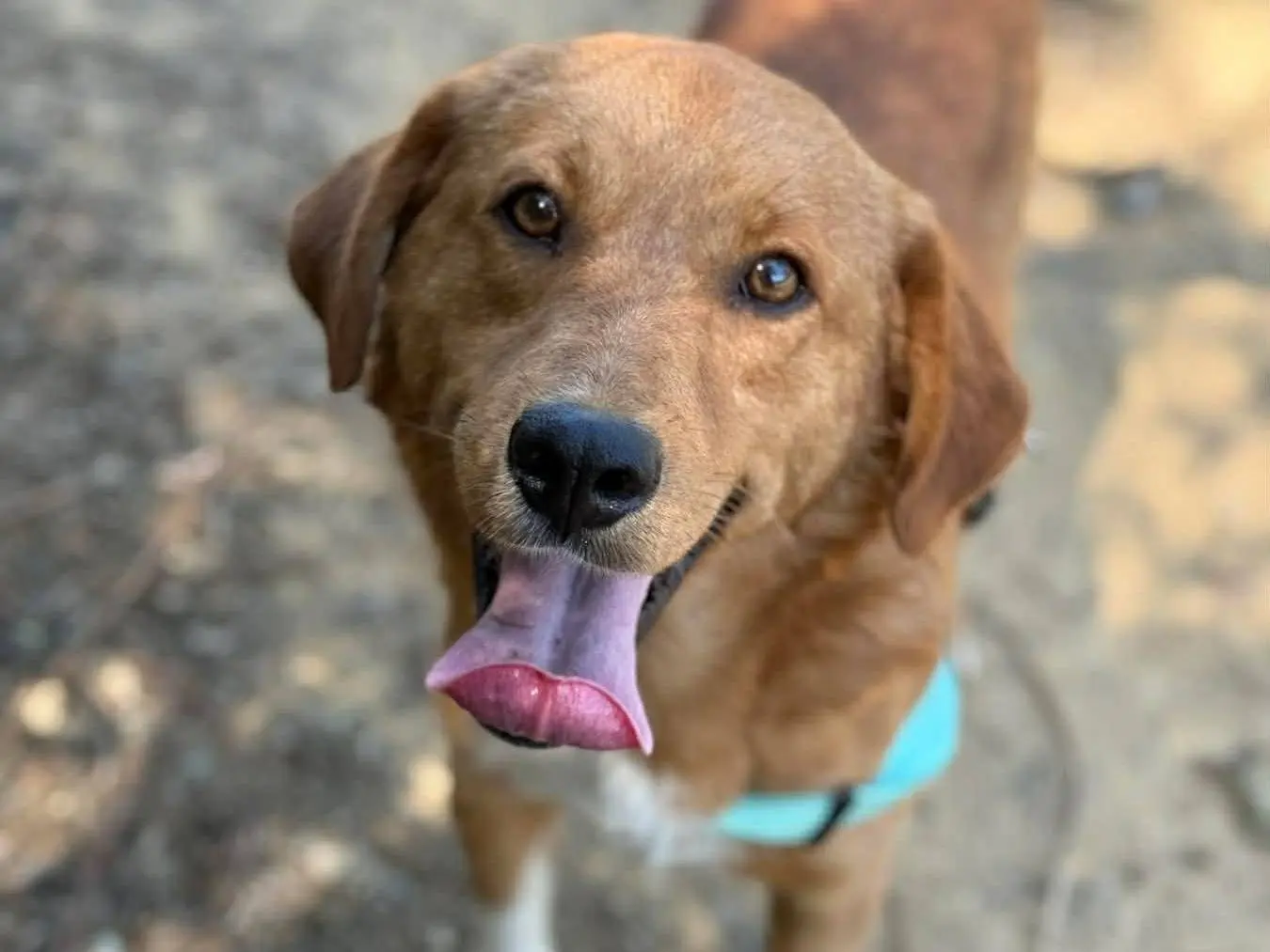 Adotta il cane LENNY a Firenze