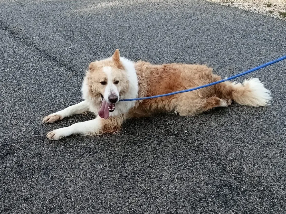 Adotta il cane Mufasa  a Latina