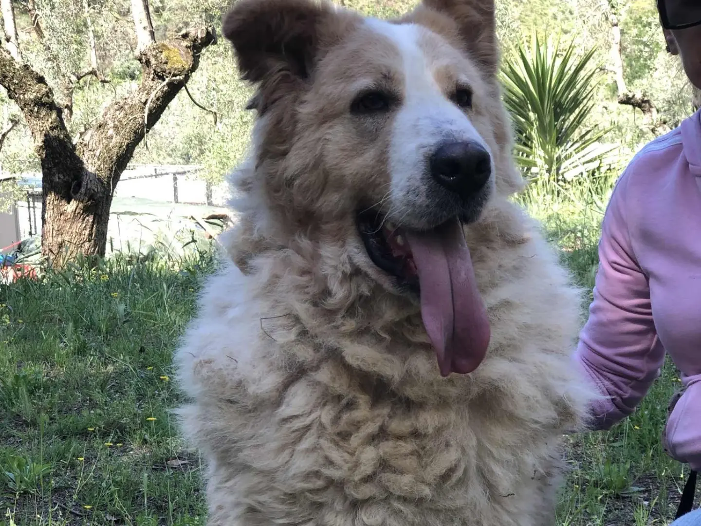 Adotta un cane, maschio, 4 anni e 3 mesi, Latina