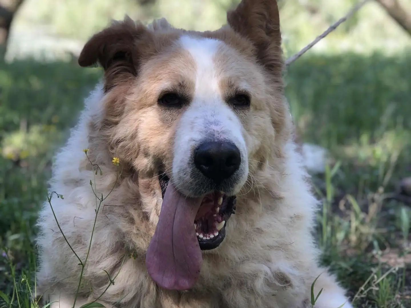 Adozione cane, maschio, Razza sconosciuta Razza sconosciuta, 4 anni e 3 mesi, taglia gigante, Latina