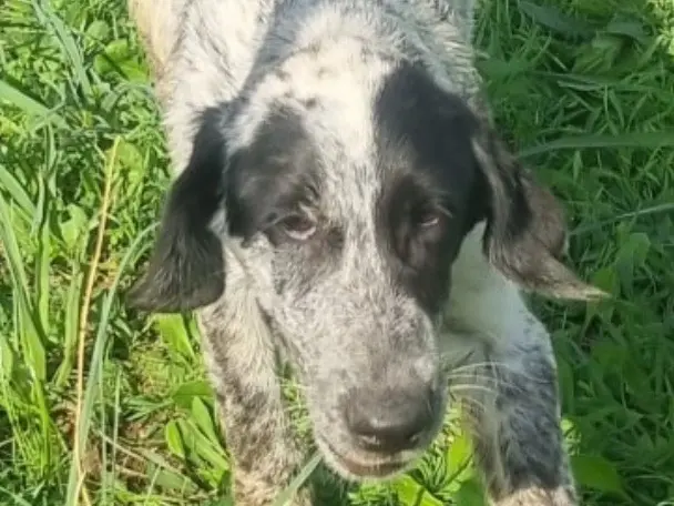Adotta un cane, maschio, 1 anno e 3 mesi, Latina