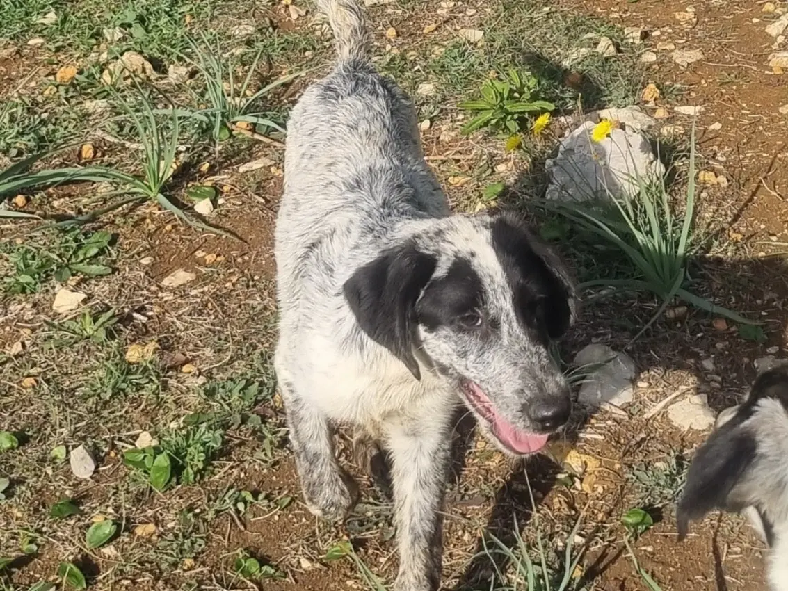 Adozione cane, maschio, Razza sconosciuta Setter Inglese, 1 anno e 3 mesi, taglia media contenuta, Latina