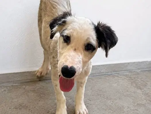 Adozione cane, maschio, Razza sconosciuta Razza sconosciuta, 7 mesi, taglia media, Crotone