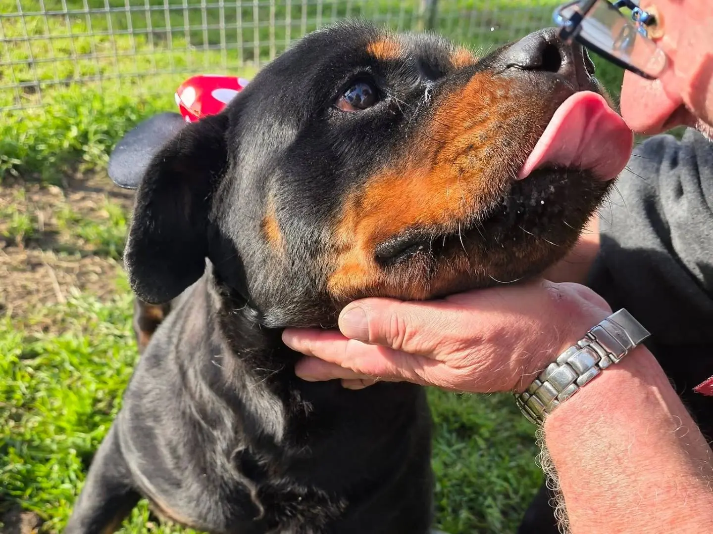 Adotta un cane, taglia gigante, femmina, Caserta