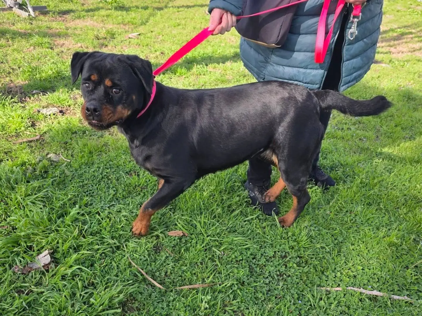 Adotta il cane Xena a Caserta