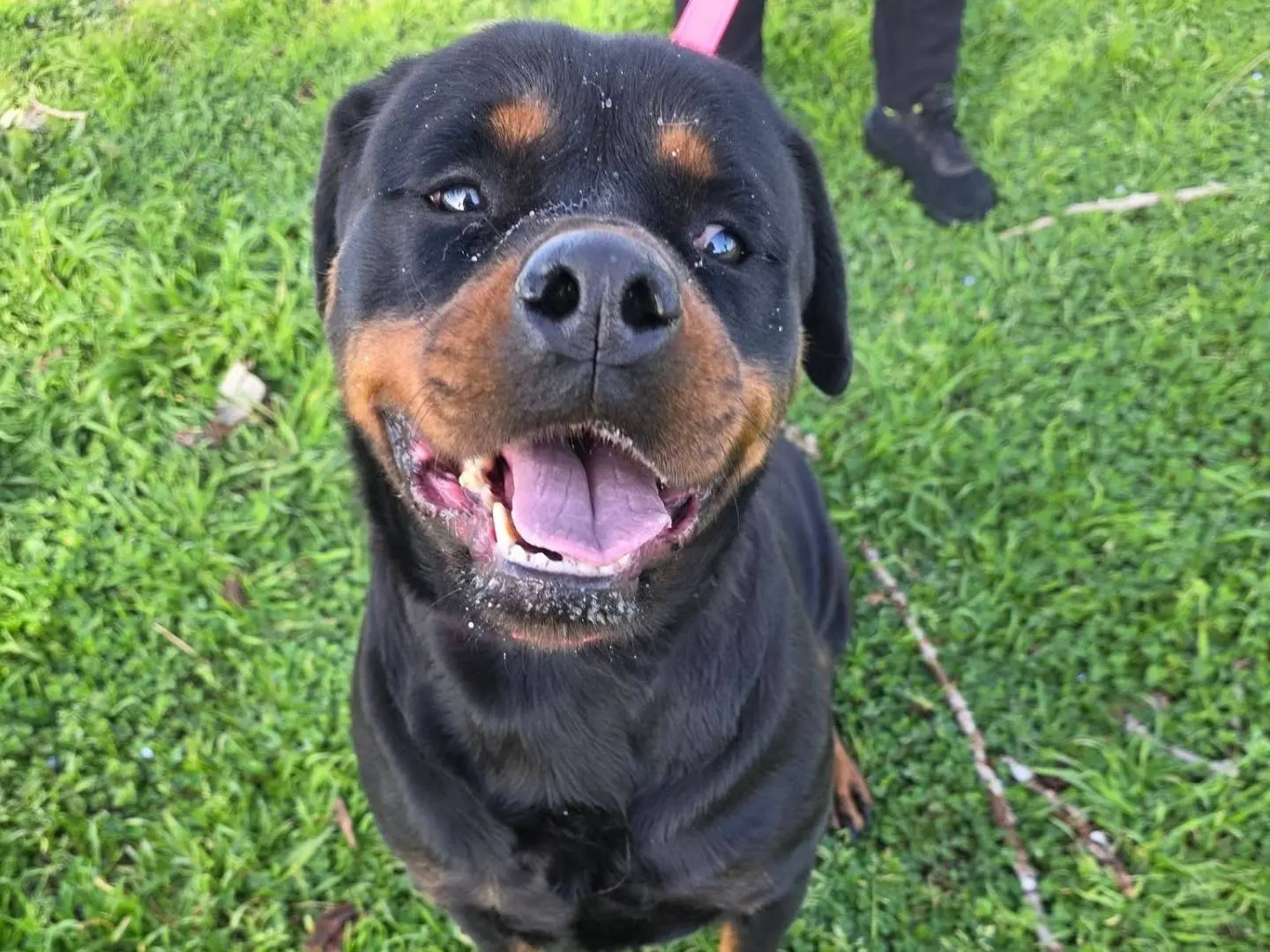 Vuoi adottare un cane a Caserta?