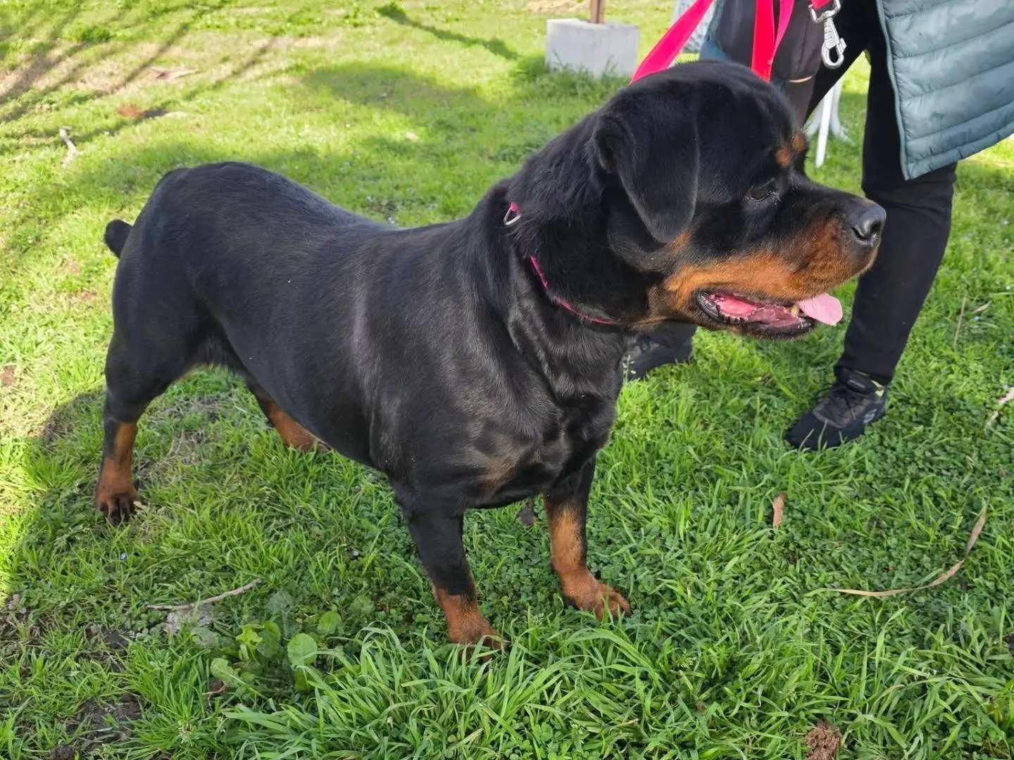 Adozione cane, femmina, Rottweiler Razza sconosciuta, 5 anni e 3 mesi, taglia gigante, Caserta