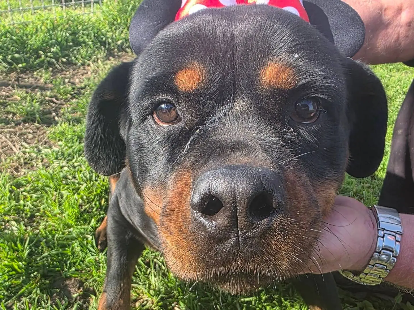 Adotta un cane, femmina, 5 anni e 3 mesi, Caserta