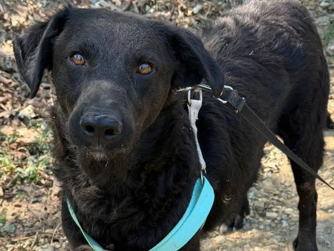 Adotta un cane, taglia media contenuta, maschio, Firenze