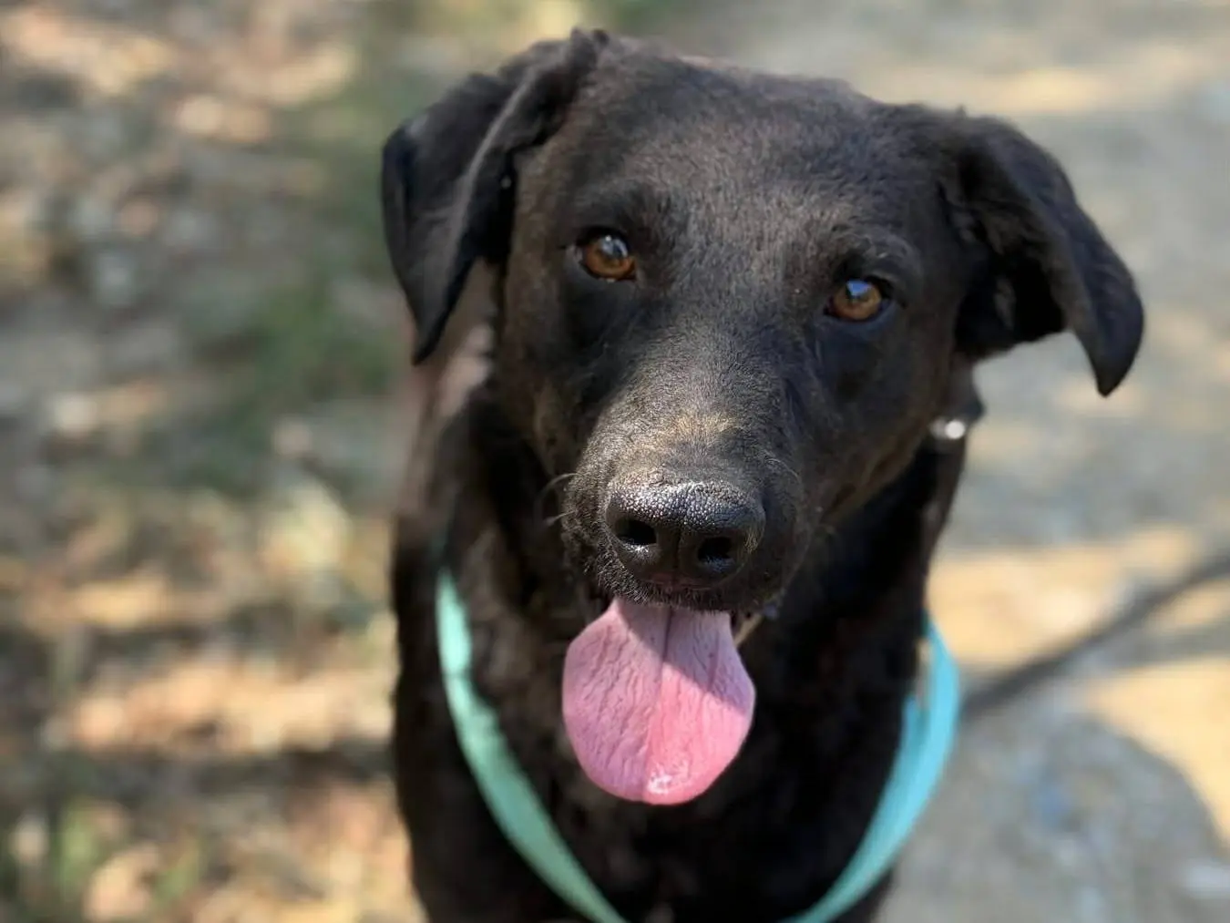 Adotta un cane, maschio, 2 anni e 2 mesi, Firenze