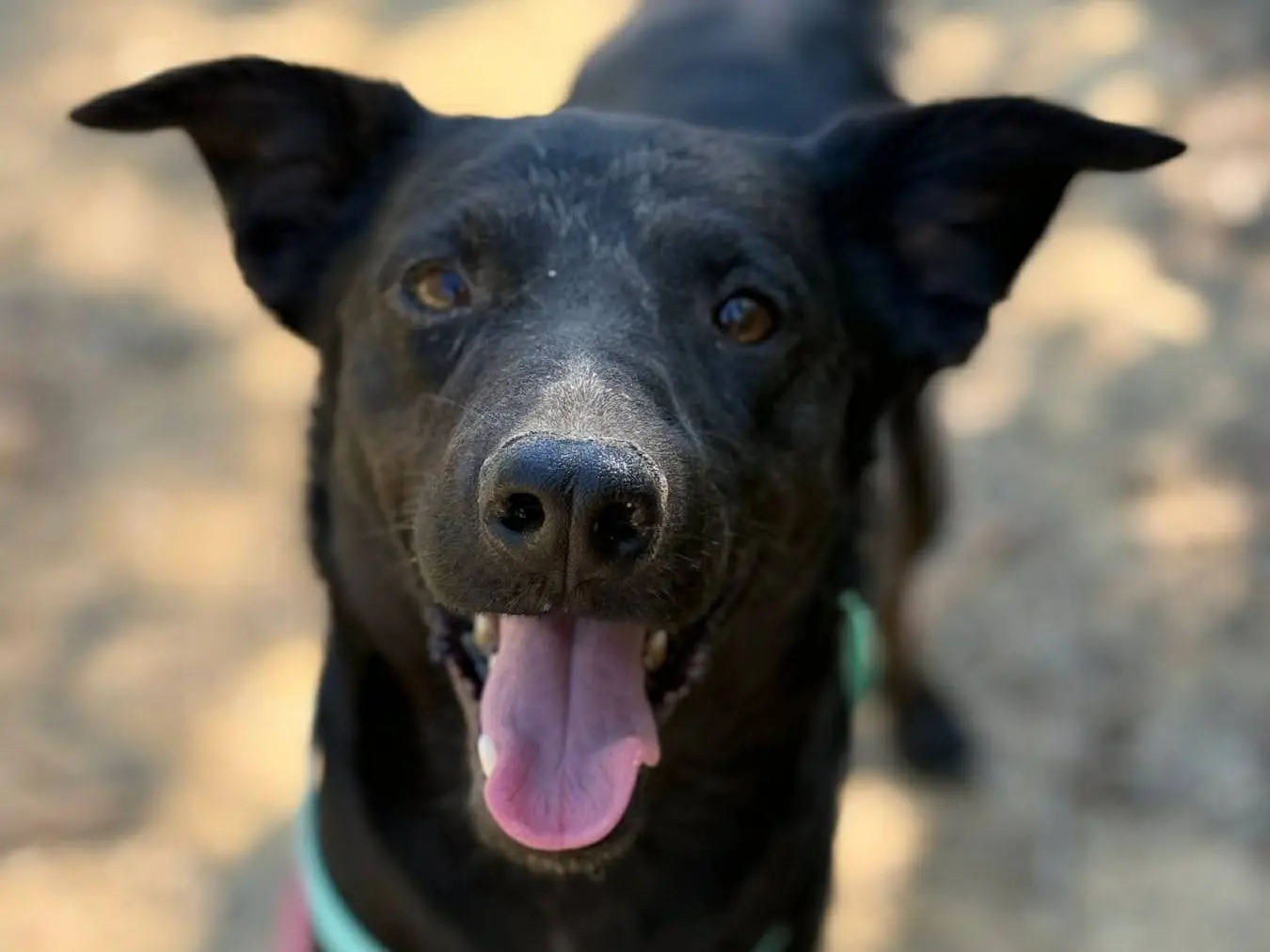 Vuoi adottare un cane a Firenze?