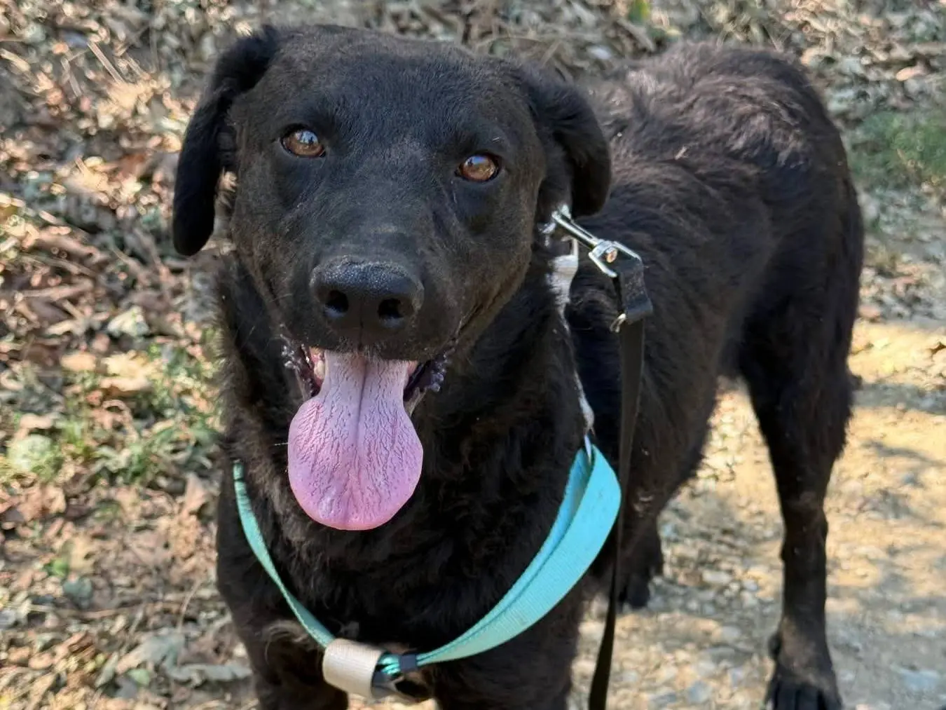 Adozione cane, maschio, Razza sconosciuta Razza sconosciuta, 2 anni e 2 mesi, taglia media contenuta, Firenze