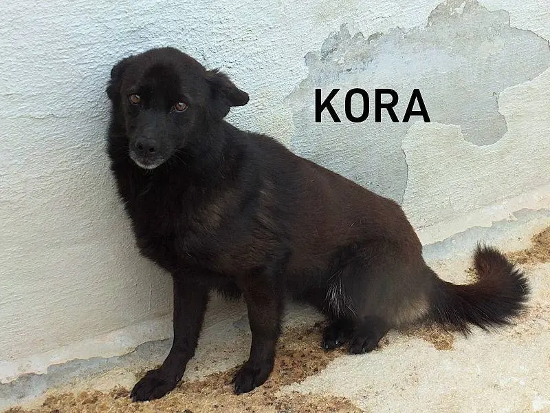 Adozione cane, femmina, Razza sconosciuta Razza sconosciuta, 7 anni e 9 mesi, taglia media contenuta, Frosinone