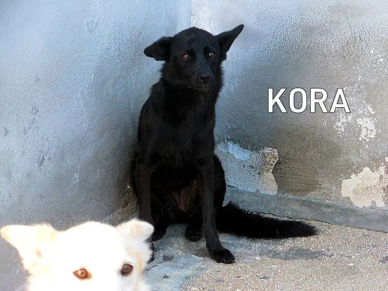 Adotta un cane, femmina, 7 anni e 9 mesi, Frosinone
