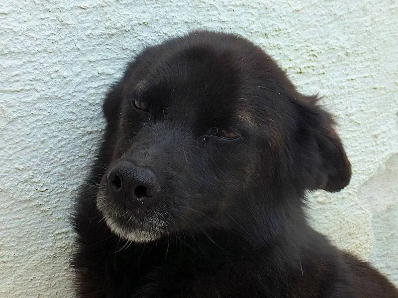 Adotta un cane, taglia media contenuta, femmina, Frosinone