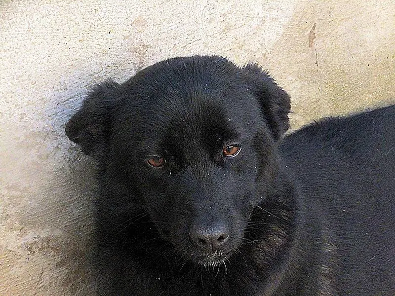 Vuoi adottare un cane a Frosinone?