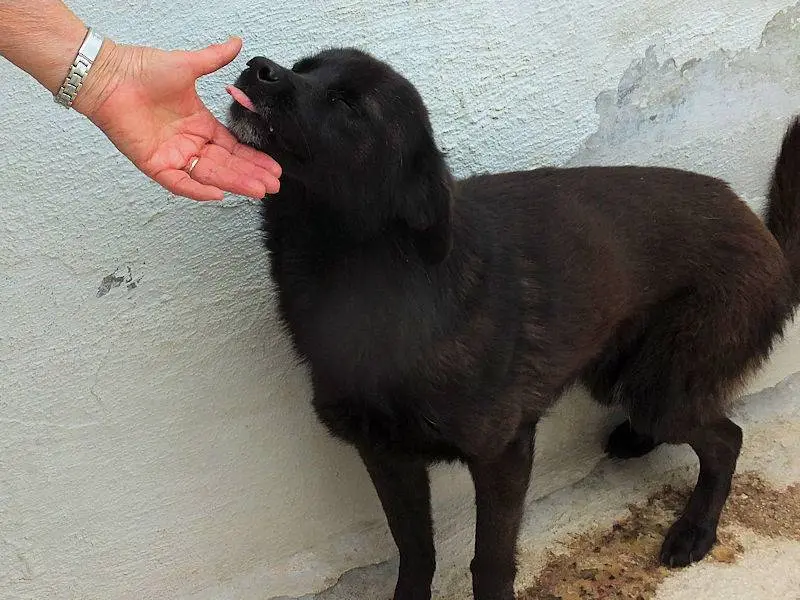 Adotta il cane KORA a Frosinone