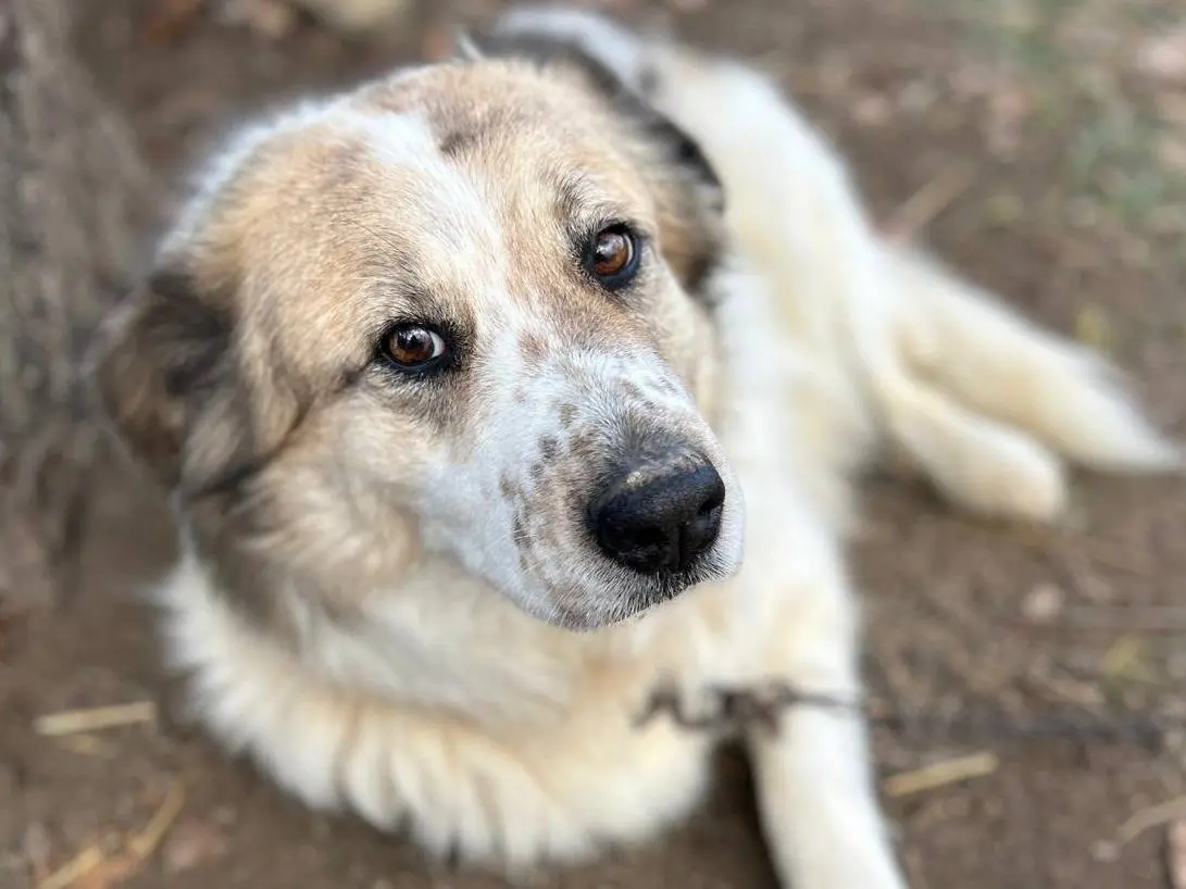 Adozione cane, femmina, Razza sconosciuta Razza sconosciuta, 3 anni e 5 mesi, taglia grande, Chieti