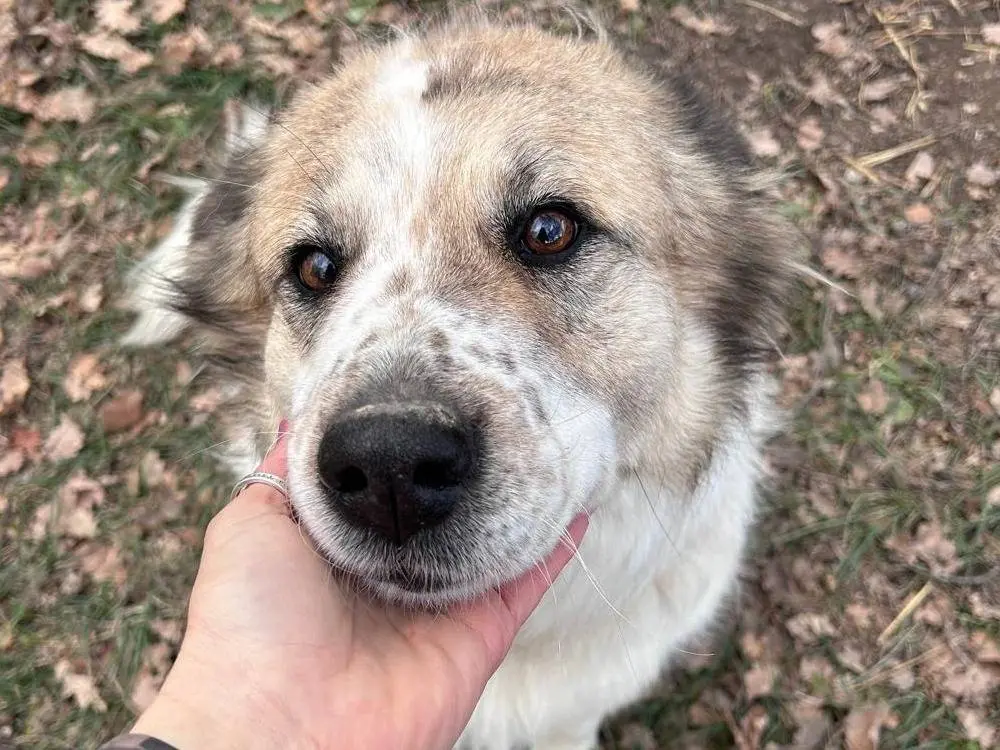 Adotta un cane, femmina, 3 anni e 5 mesi, Chieti