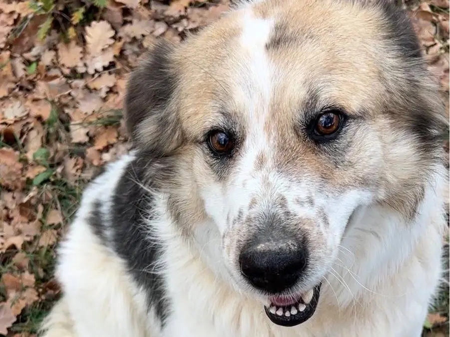 Adotta un cane, taglia grande, femmina, Chieti