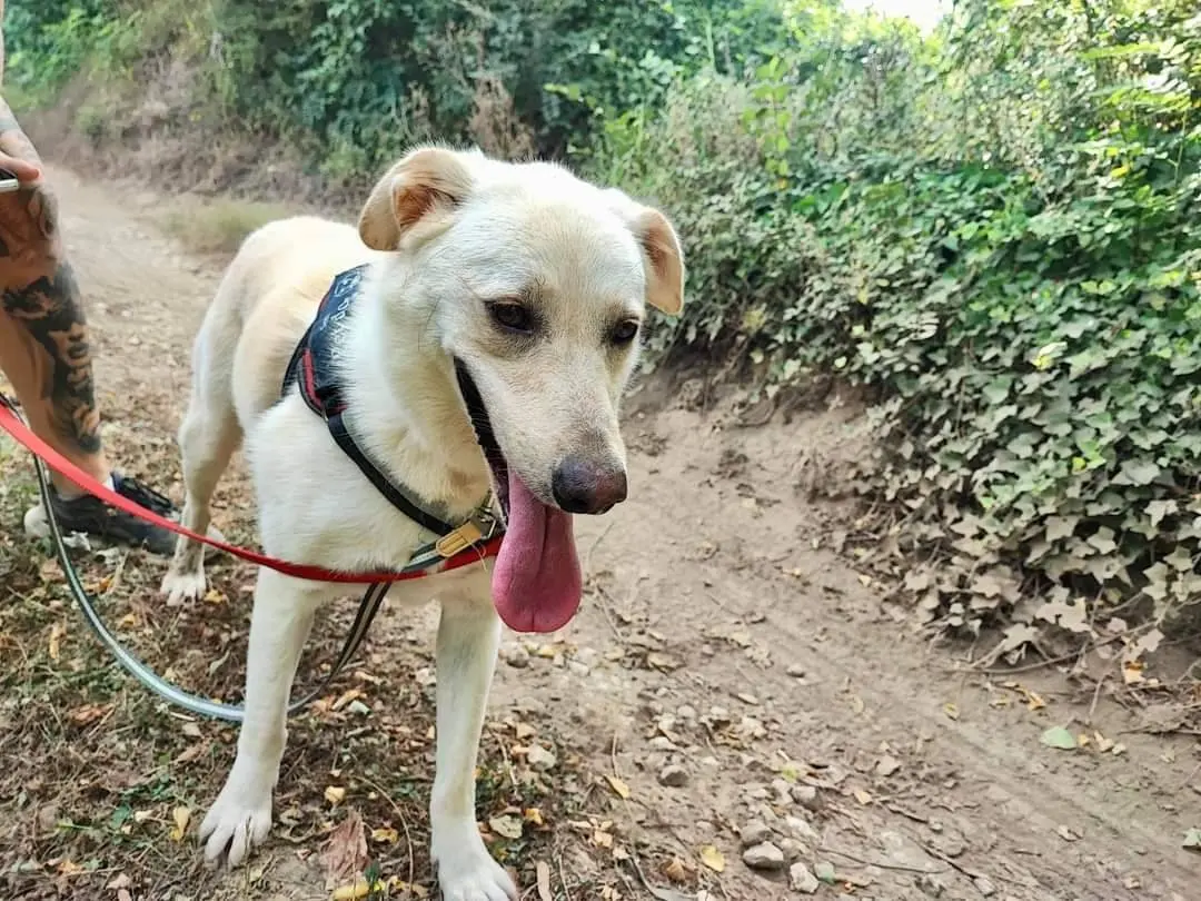 Adotta il cane Kaila  a Napoli