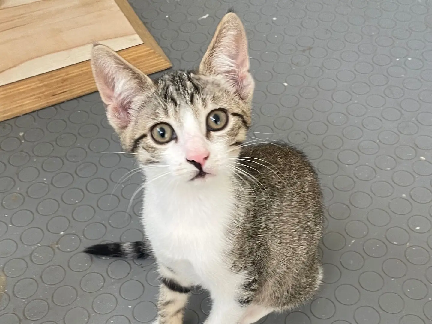 Vuoi adottare un gatto a Lecce?