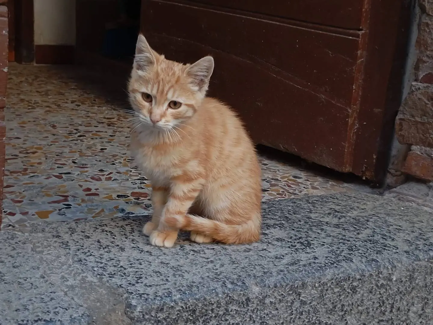 Adotta un gatto, femmina, 2 mesi, Viterbo