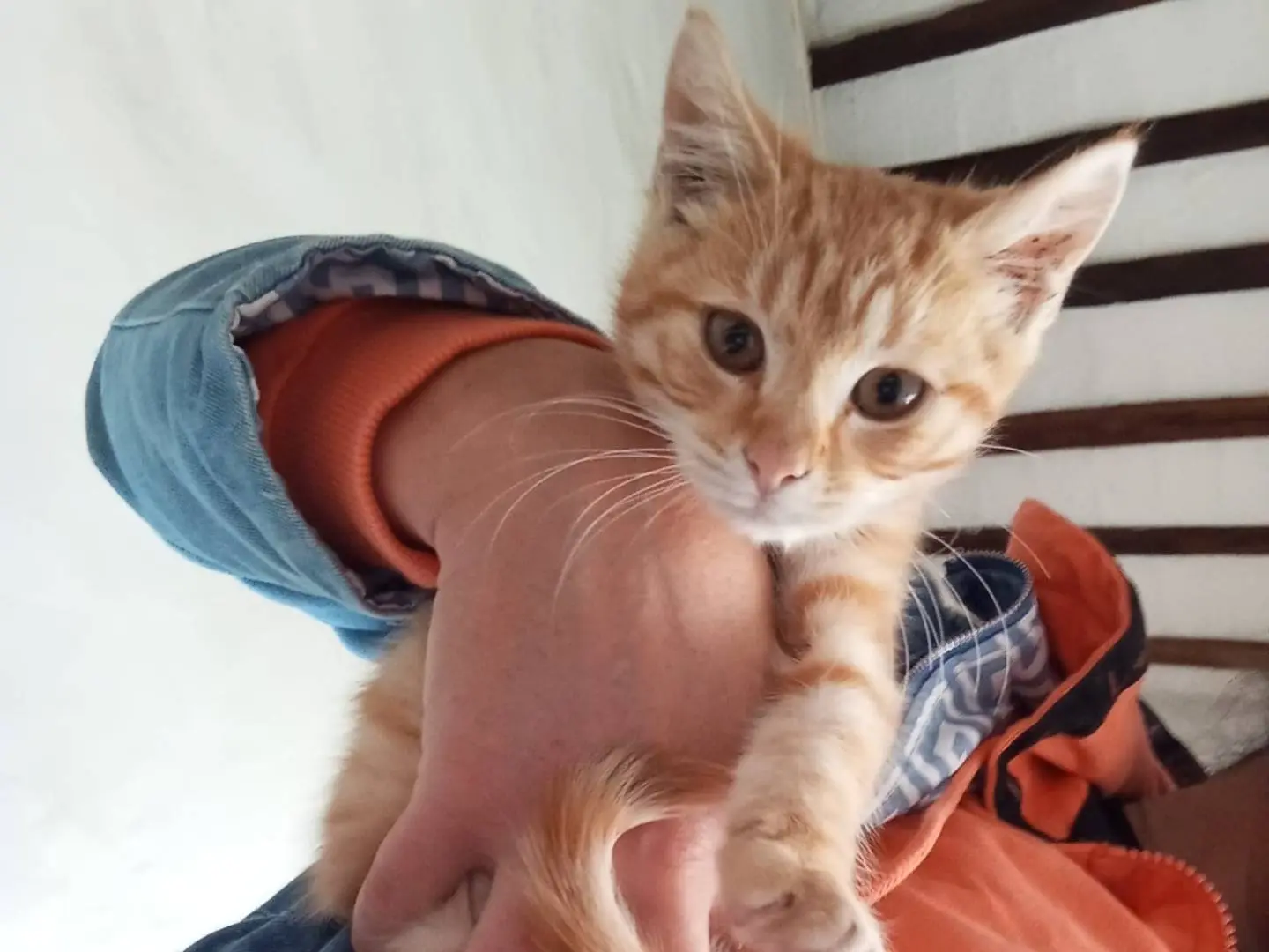 Adozione gatto, femmina, Razza sconosciuta Razza sconosciuta, 2 mesi, taglia non valida, Viterbo