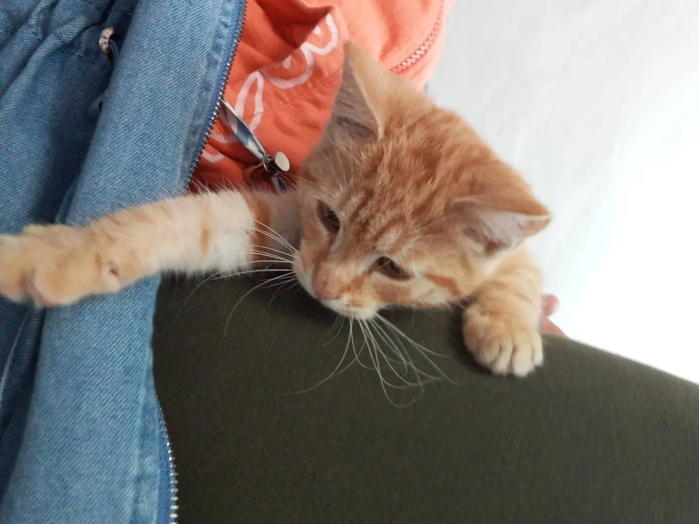 Adotta un gatto, taglia non valida, femmina, Viterbo
