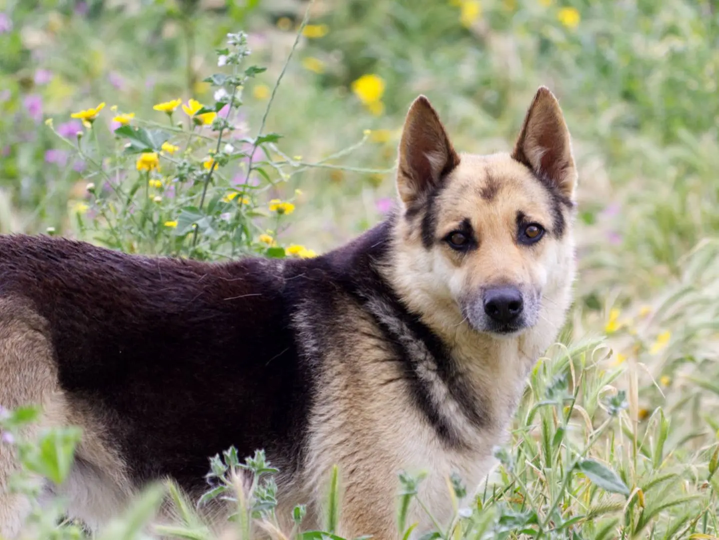 Adozione cane, maschio, Pastore tedesco, 10 anni e 7 mesi, taglia media, Taranto