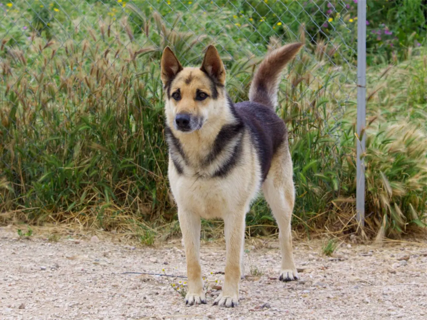 Adotta un cane, maschio, 10 anni e 7 mesi, Taranto