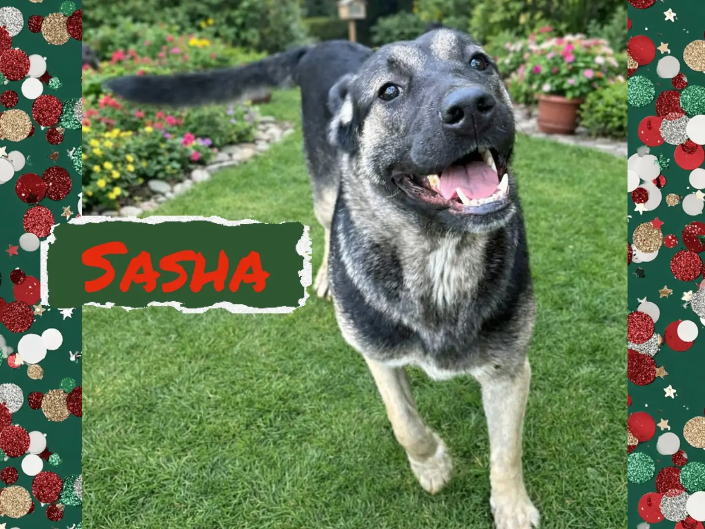 Adozione cane, femmina, Razza sconosciuta Razza sconosciuta, 1 anno e 11 mesi, taglia grande, Catanzaro
