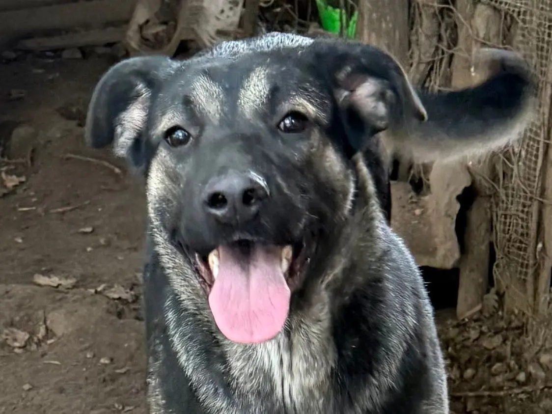 Vuoi adottare un cane a Catanzaro?