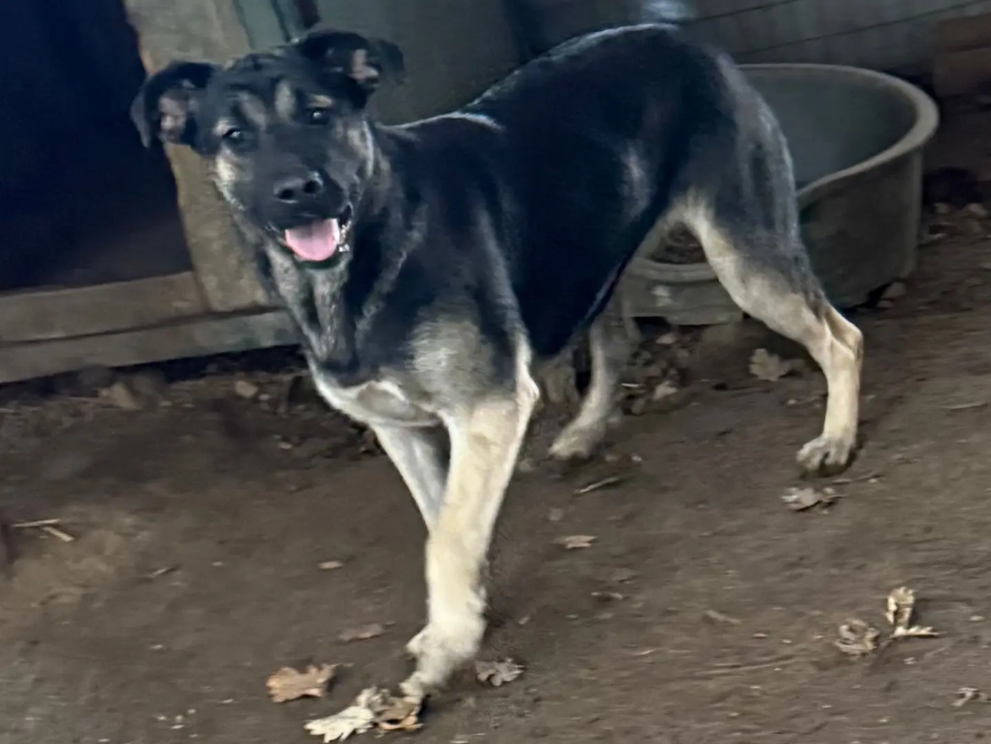 Adotta il cane Sasha a Catanzaro
