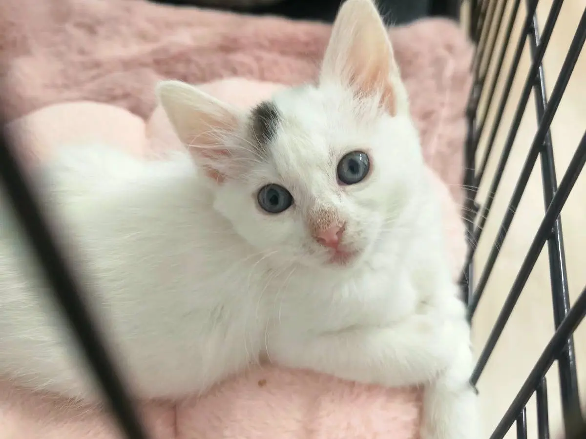 Adozione gatto, femmina, Razza sconosciuta Razza sconosciuta, 2 mesi, taglia non valida, Bari