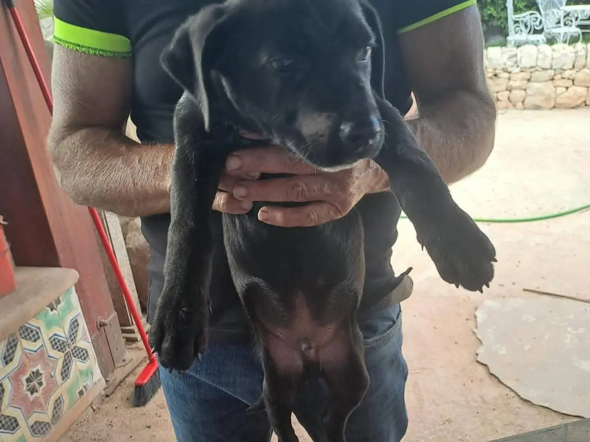 Adotta un cane, taglia grande, maschio, Siracusa