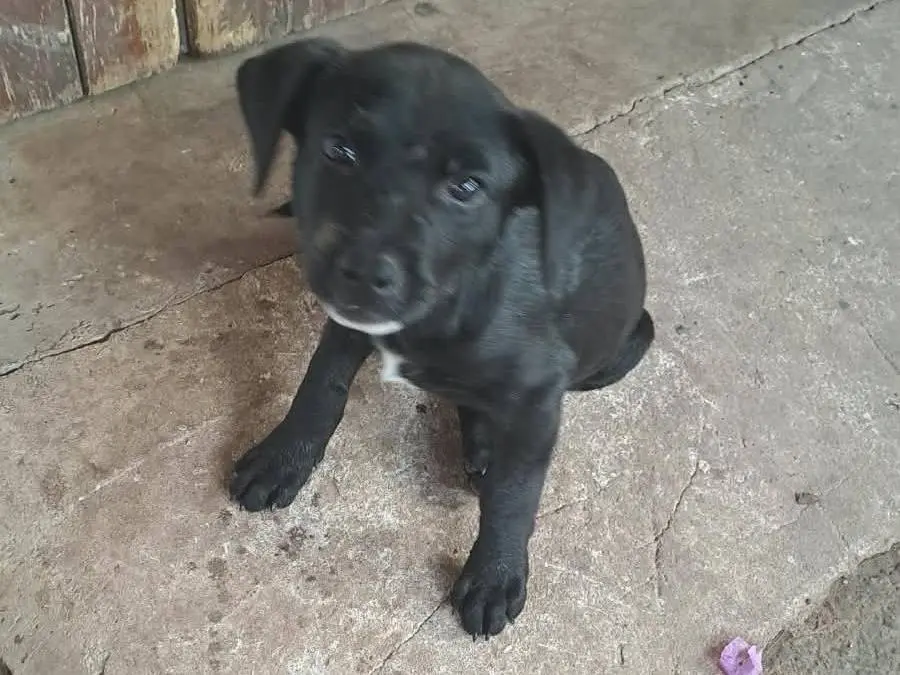Adotta un cane, maschio, 2 mesi, Siracusa
