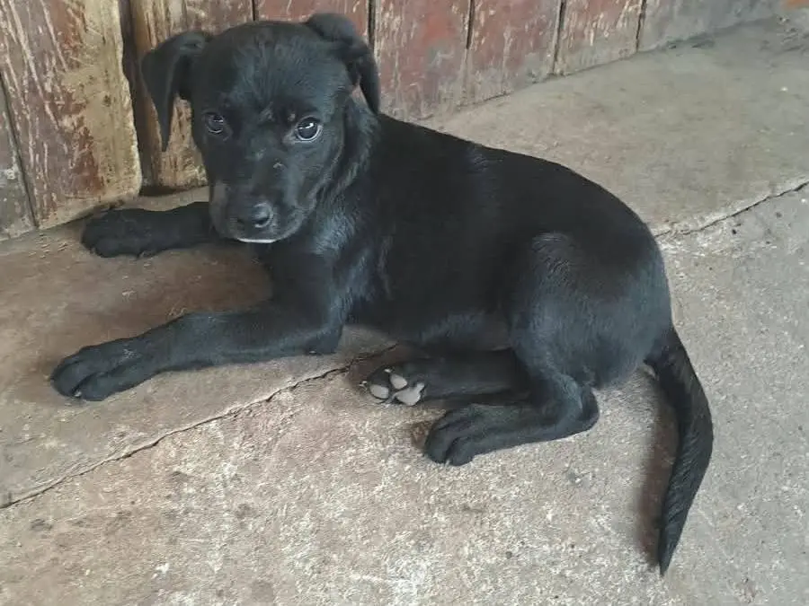 Adozione cane, maschio, Labrador Retriever Razza sconosciuta, 2 mesi, taglia grande, Siracusa