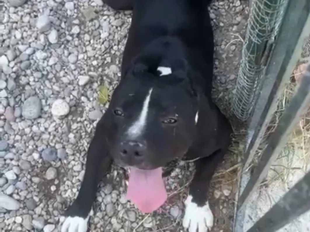 Adozione cane, maschio, Razza sconosciuta Razza sconosciuta, 3 anni e 4 mesi, taglia grande, Mantova