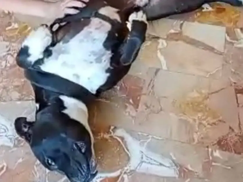 Vuoi adottare un cane a Mantova?